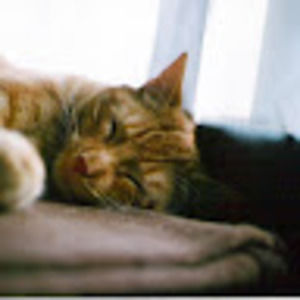 Meet your Posher, Tricia